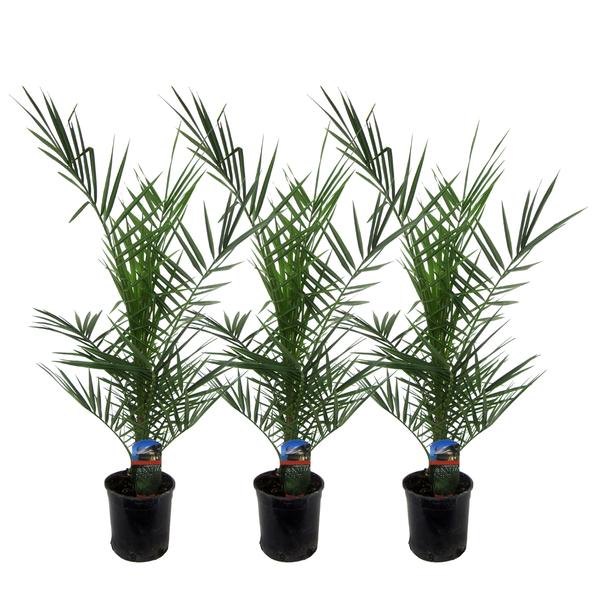 3x Phoenix Canariensis - 80 cm - Ø15  BotanicBridge