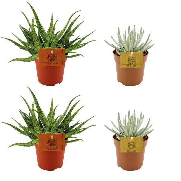 2x Aloe Spider + 2x Senecio Scaposus - 4 stuks - Ø10.5cm - ↕10cm  BotanicBridge