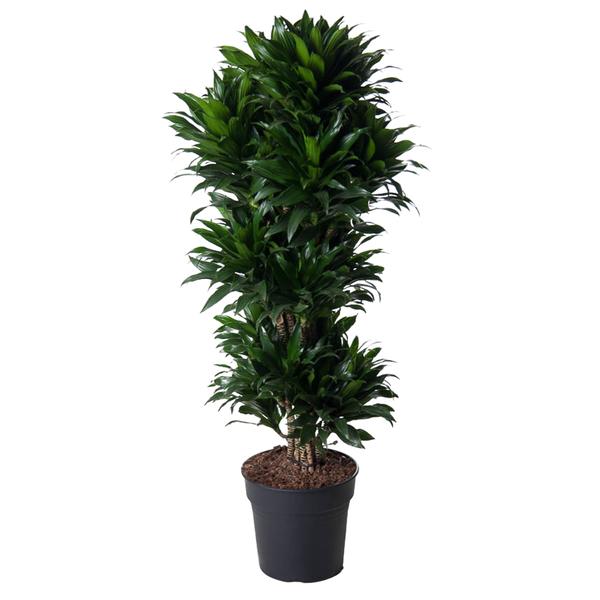 Dracaena Compacta vertakt - 140 cm - ø31  BotanicBridge