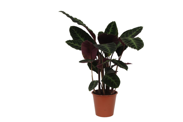 Calathea Warscewiczii - 80 cm - Ø19cm  BotanicBridge