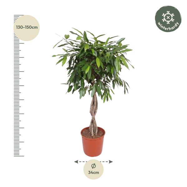 Ficus Amstel King gevlochten stam - 140 cm - ø34  BotanicBridge