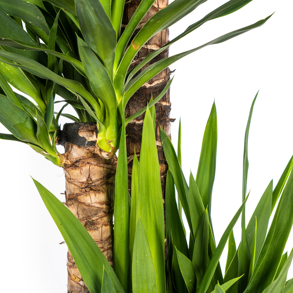 Yucca Elephantipes Ø27cm - ↕160cm  BotanicBridge