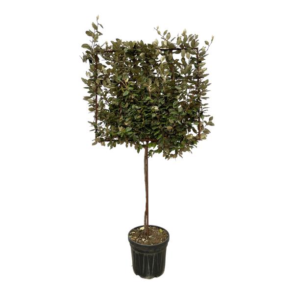 Eleagnus Ebbingei boom op rek - 225 cm - Ø40cm  BotanicBridge