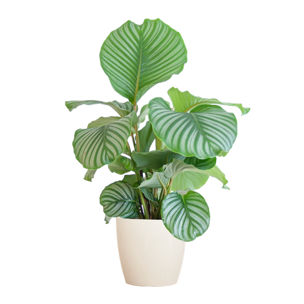 Calathea Orbifolia met Viber wit - 65cm - Ø21  BotanicBridge