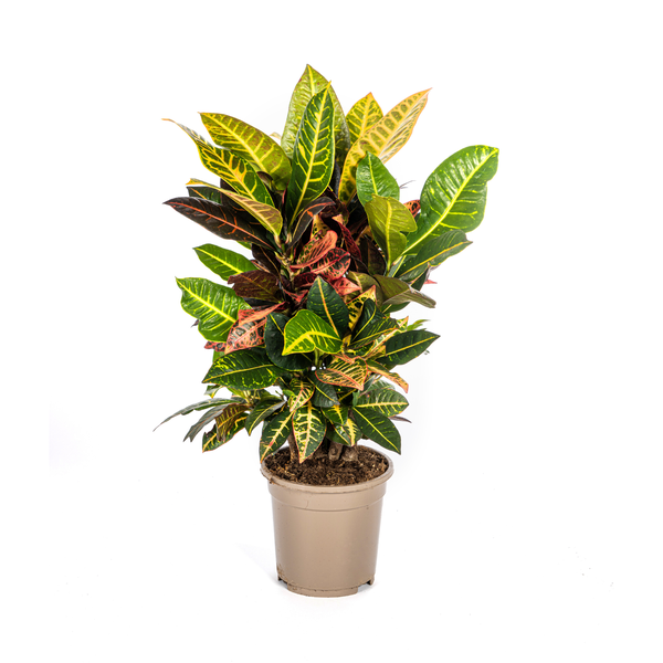 Codiaeum 'Croton' Petra Ø17cm - ↕50cm  BotanicBridge