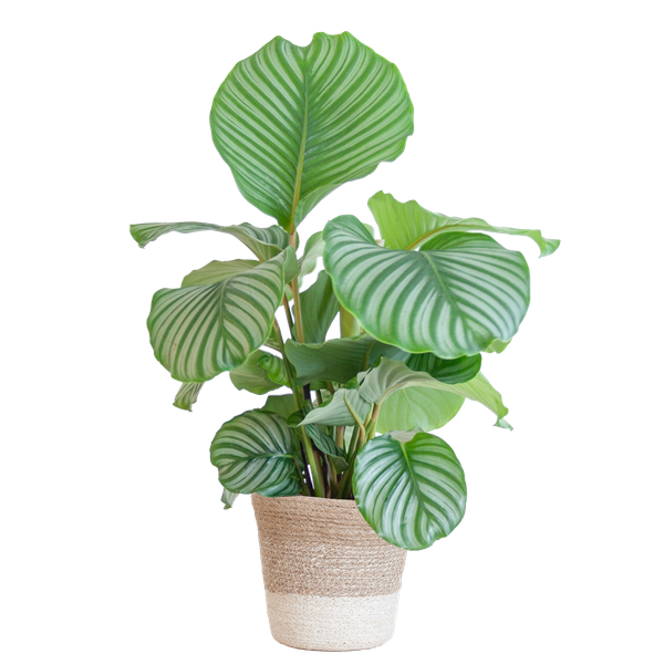 Calathea Orbifolia met Lissabon mand wit - 65cm - Ø19  BotanicBridge