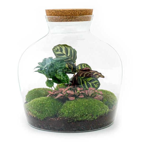 DIY terrarium - Fat Joe Coffea - ↕ 30 cm - Normal  BotanicBridge