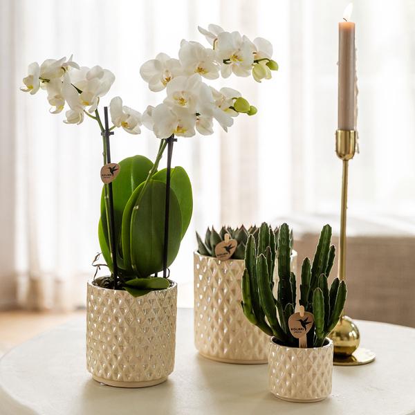 Kolibri Company | Plantenset Diamond Pearl Kerst | Witte Phalaenopsis Orchidee Lausanne + Mini Kerstboom incl. keramieken sierpotten  BotanicBridge