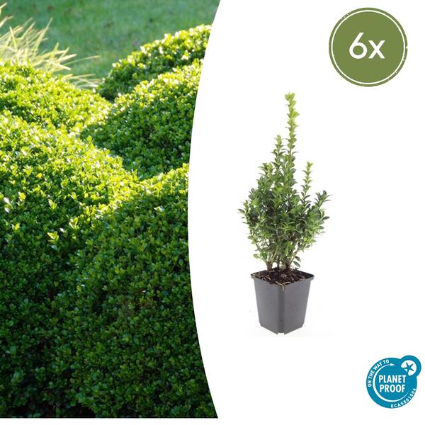 Buxus Sempervirens - ↕10-25cm - Ø9cm - 6x  BotanicBridge