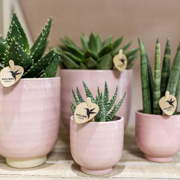 Kolibri Home | Glazed bloempot - Roze keramieken sierpot met glans - Ø6cm  BotanicBridge