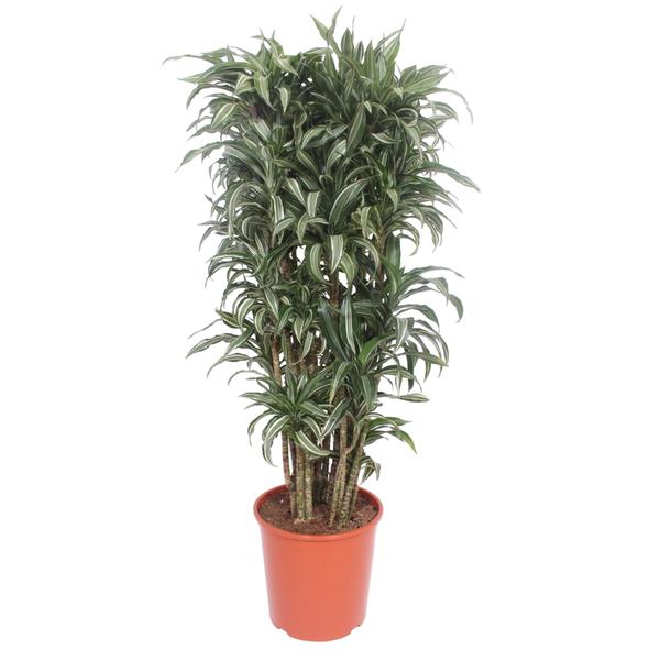 Dracaena Warneckei compacta - 150 cm - ø30  BotanicBridge