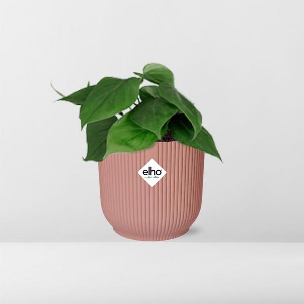 Philodendron Scandens in ELHO Vibes Fold 14cm roze  BotanicBridge