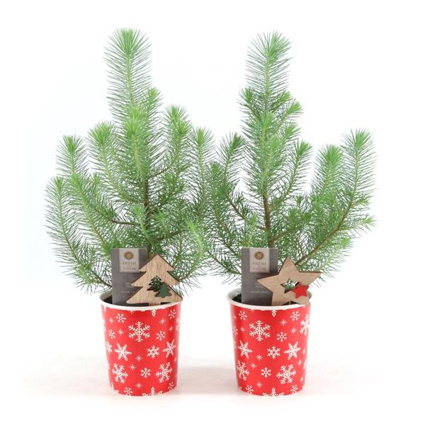 Pinus Pinea 'Silver Crest' in Cup X-Mas Deco + Deco Tree/Star - 2 stuks - Ø11cm - ↕35cm  BotanicBridge