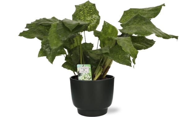 Calathea Network - Ø14cm - ↕30cm +  Potenza Pot D15x13cm - Zwart  BotanicBridge