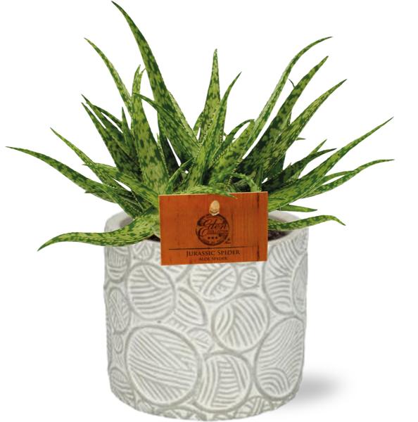 Aloe Spider - Ø10,5cm - ↕15cm + Stone Pot Circles D12x10cm - Wit  BotanicBridge