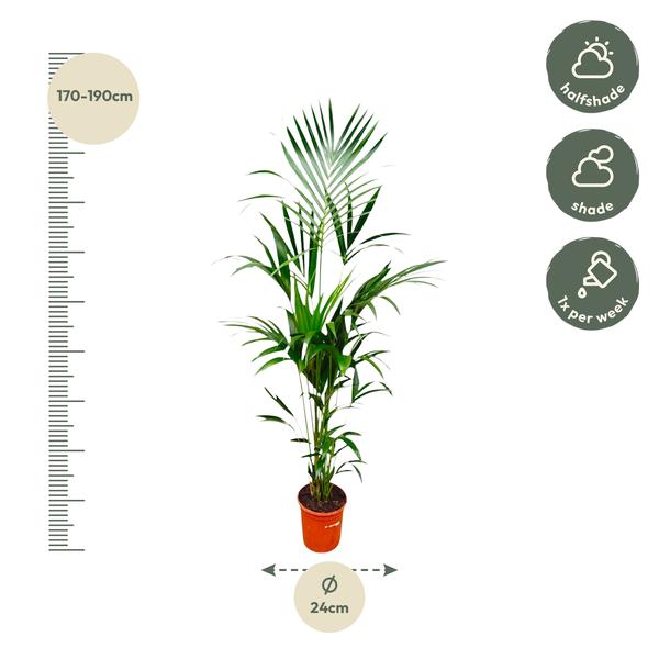 Kentia palm - 180cm - ⌀24  BotanicBridge