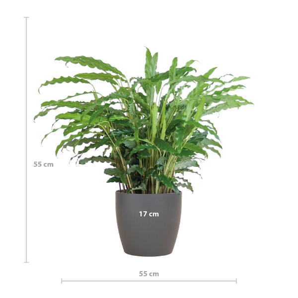 Calathea Rufibarba met Viber grijs - 55cm - Ø17  BotanicBridge