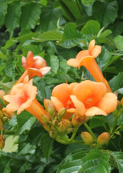 Campsis Indian Summer - Trompetbloem Oranje - Ø15cm - ↕65cm - Ø15 - ↨65cm  BotanicBridge