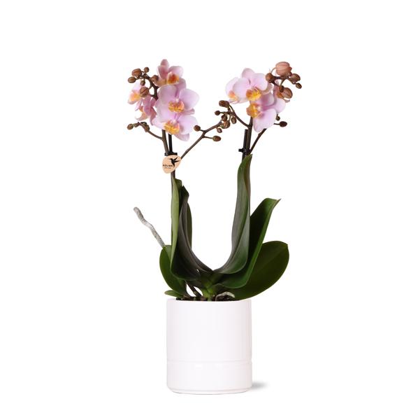 Kolibri Orchids | Roze phalaenopsis orchidee - Andorra + Pastel pot white - potmaat Ø9cm | bloeiende kamerplant - vers van de kweker  BotanicBridge