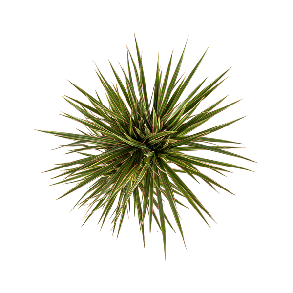 Dracaena Marginata Bicolor Ø17cm - ↕60cm  BotanicBridge