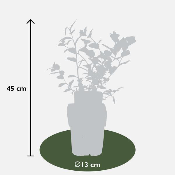 5x - Vaccinium corymbosum 'Reka' - ↨45cm - Ø13  BotanicBridge