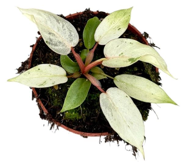 Philodendron Snowdrift - Ø10,5cm - ↕15cm  BotanicBridge