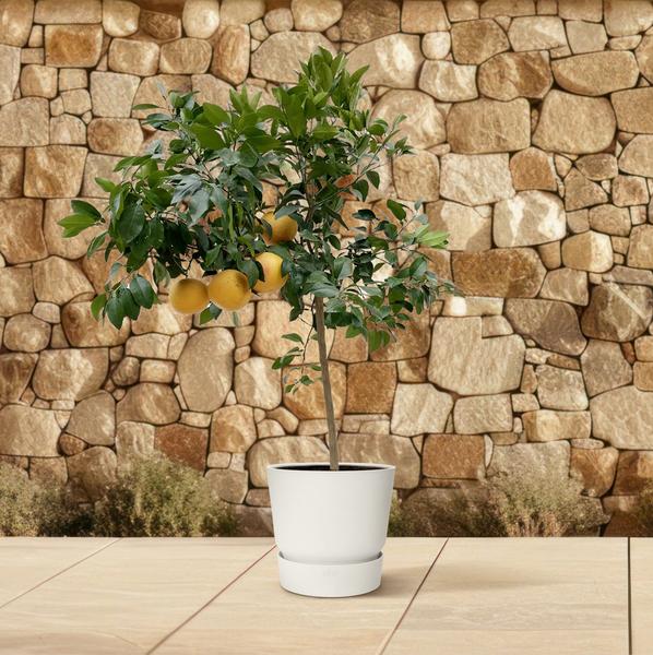 Citrus Pompelmo - 150 cm - ø40  BotanicBridge