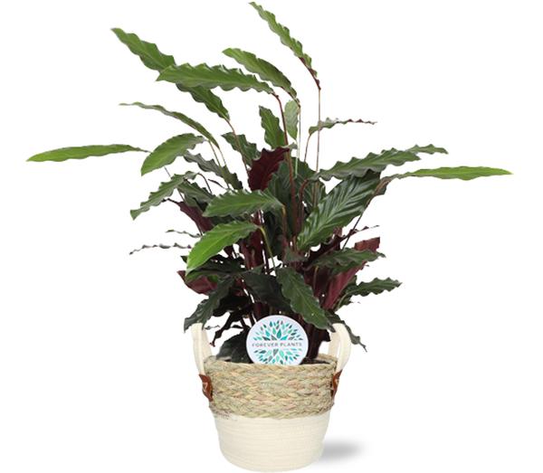 Calathea Rufibarba - Ø21cm - ↕85cm + Lily Pot D23x20cm - Wit  BotanicBridge