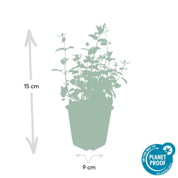 Nepeta 'Six Hills Giant' - ↕10-25cm - Ø9cm  - 20x  BotanicBridge