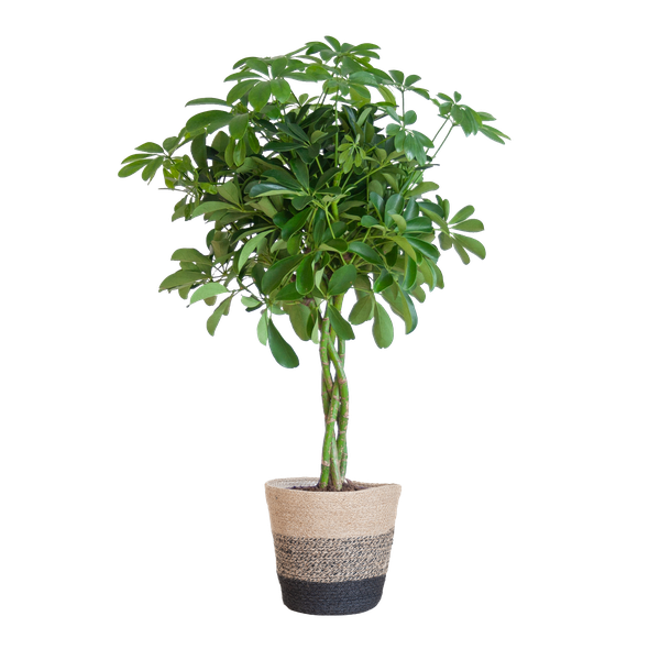 Schefflera Arab Nora met Mand Lissabon zwart - 70cm - Ø21  BotanicBridge