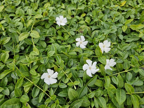 Vinca minor 'Gertrude Jekyll' - ↕10-25cm - Ø9cm - 20x  BotanicBridge