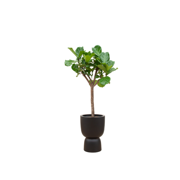 Combi deal - Ficus Lyrata boom inclusief elho Pure Coupe zwart Ø41 - 210 cm  BotanicBridge