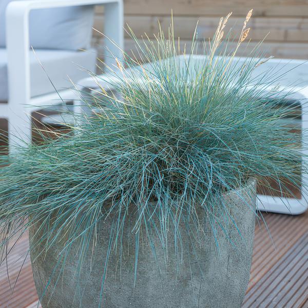 Festuca glauca 'Elijah Bleu' - ↕10-25cm - Ø9cm  - 6x  BotanicBridge