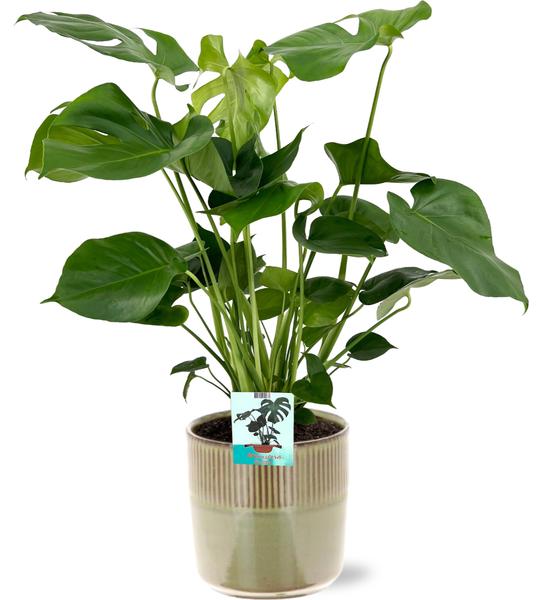 Monstera Deliciosa - Ø19cm - ↕60cm + Terni Pot D20x20cm - Groen  BotanicBridge