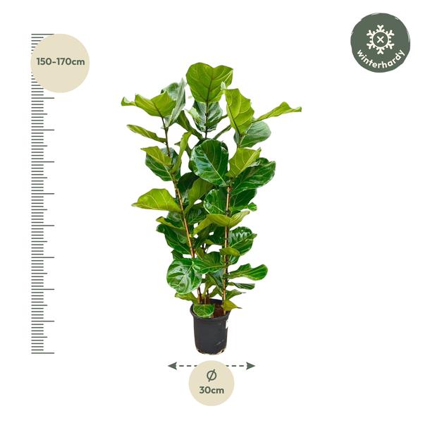 Ficus Lyrata struik - 160 cm - Ø30  BotanicBridge