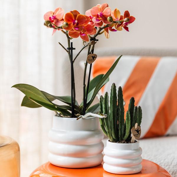 Kolibri Orchids | Oranje Phalaenopsis orchidee - Mineral Bolzano + Bubble pot white - potmaat Ø9cm | bloeiende kamerplant - vers van de kweker  BotanicBridge