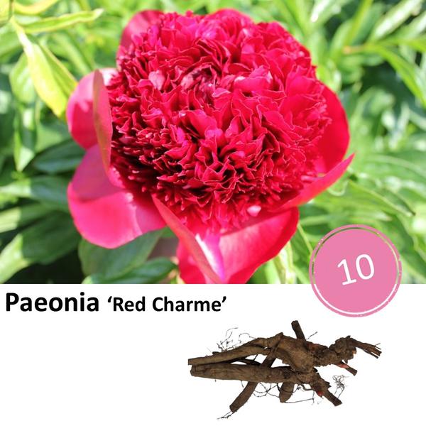 Paeonia 'Red Charme' - 10x  BotanicBridge