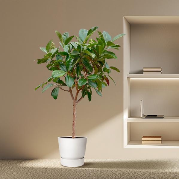 Ficus Elastica  Robusta op stam - 210cm - ø40  BotanicBridge