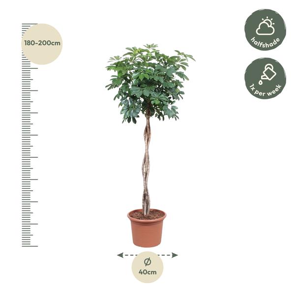 Schefflera Arboricola Compacta gevlochten stam - 190 cm - ø40  BotanicBridge