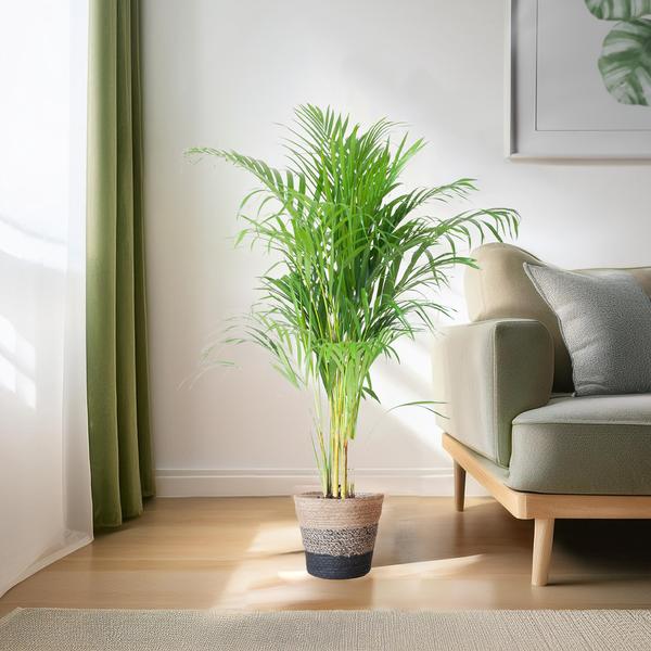 Areca Palm (Dypsis) met Lissabon mand zwart - 100cm - Ø21  BotanicBridge