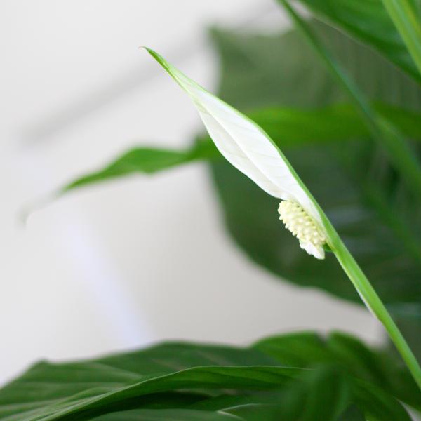 Spathiphyllum met Viber grijs - 80cm - Ø21  BotanicBridge