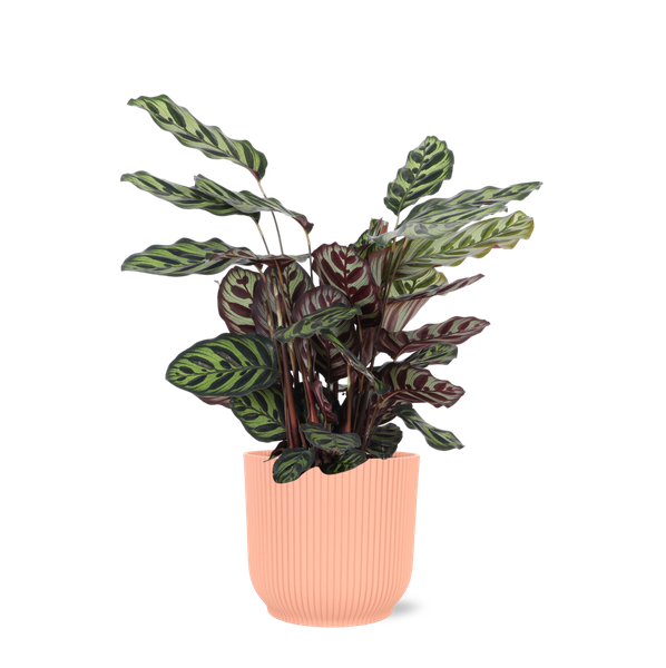 Calathea Makoyana Ø21cm - ↕70cm in Vibes ROZE pot  BotanicBridge