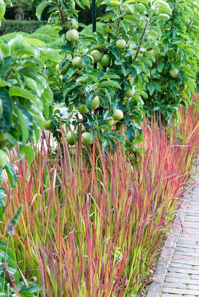 Imperata cylindrica 'Red Baron' - ↕10-25cm - Ø9cm - 6x  BotanicBridge