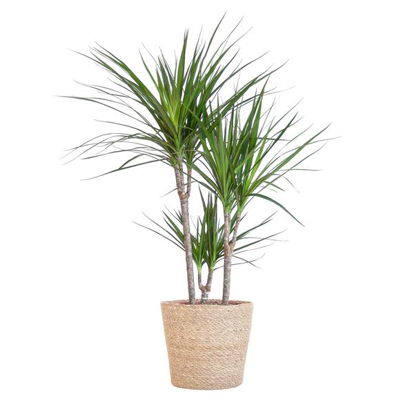 Dracaena Marginata met naturel mand - 95cm - Ø21  BotanicBridge