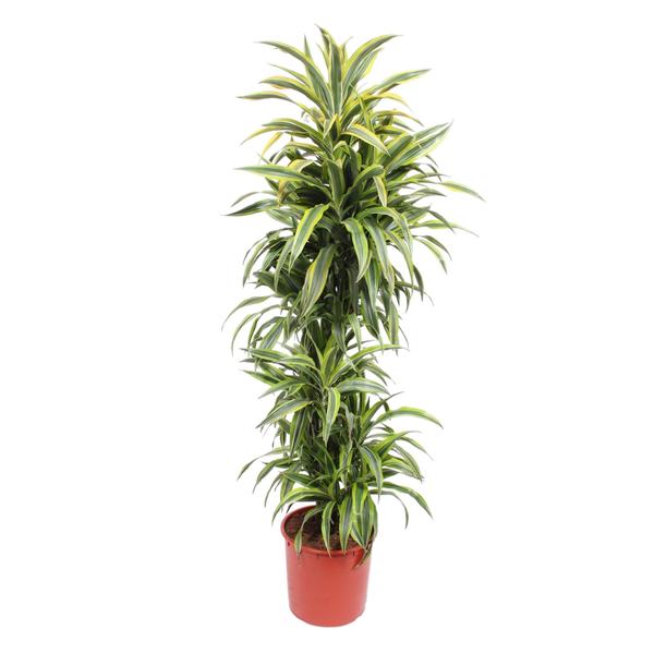 Dracaena Lemon Lime - 170 cm - ø34  BotanicBridge