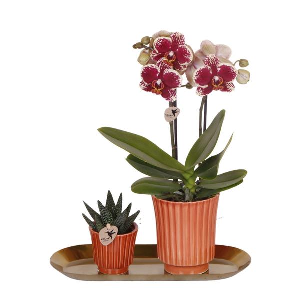 Kolibri Orchids | Plantenset Culture Cocktail terracotta small | Groene planten met Phalaenopsis orchidee in Retro terracotta sierpotten en gouden dienblad  BotanicBridge