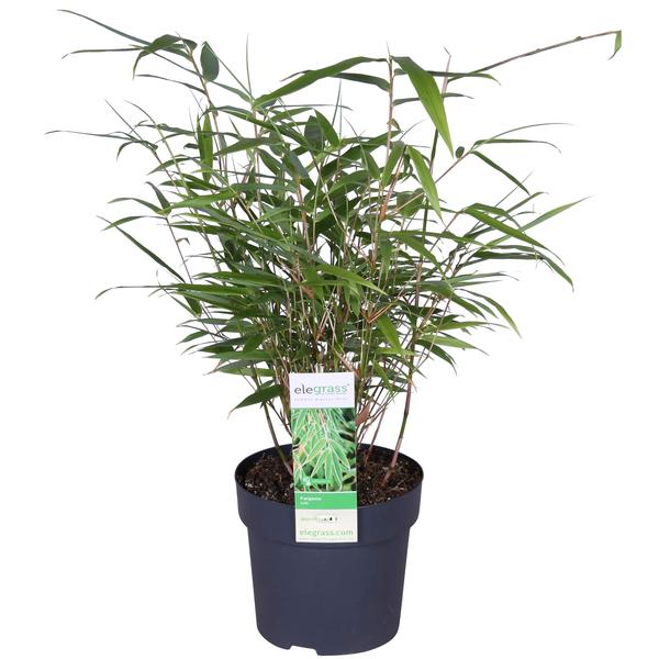 Fargesia rufa - Niet woekerende bamboe - Ø29cm - ↕80cm - Ø14 - ↨40cm  BotanicBridge