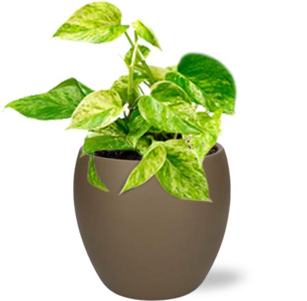 Epipremnum Happy Leaf - Ø12cm - ↕15cm + Bowl Pot D13/14.5x13cm - Bruin  BotanicBridge