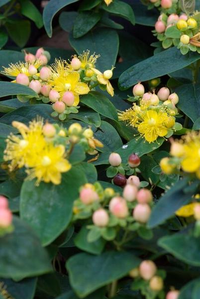 Hypericum inodorum 'Annebel' - ↕10-25cm - Ø9cm - 20x  BotanicBridge