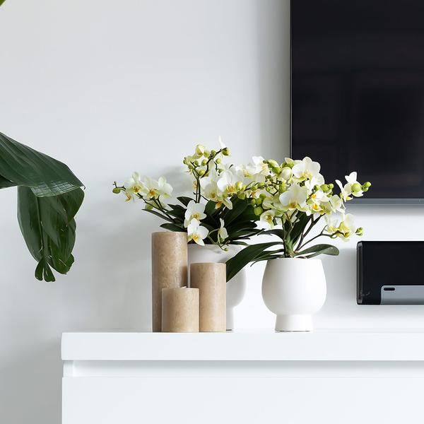 Kolibri Home | Scandic white bloempot - Witte keramieken sierpot - Ø6cm  BotanicBridge